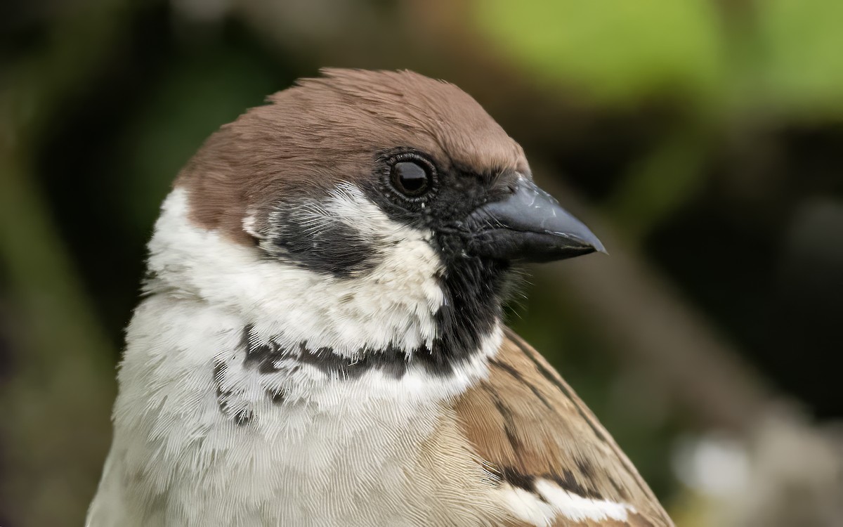 Eurasian Tree Sparrow - ML638099451