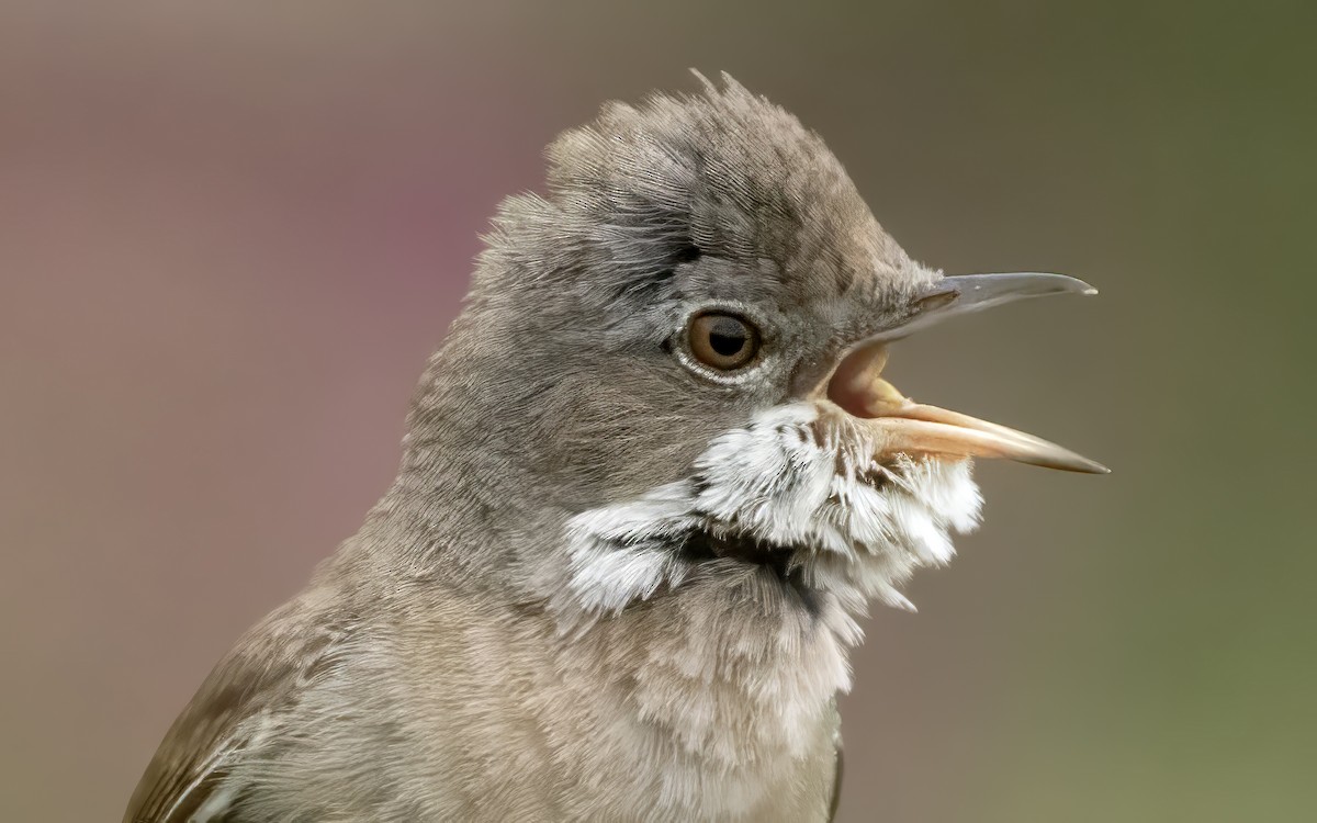 Greater Whitethroat - ML638099464