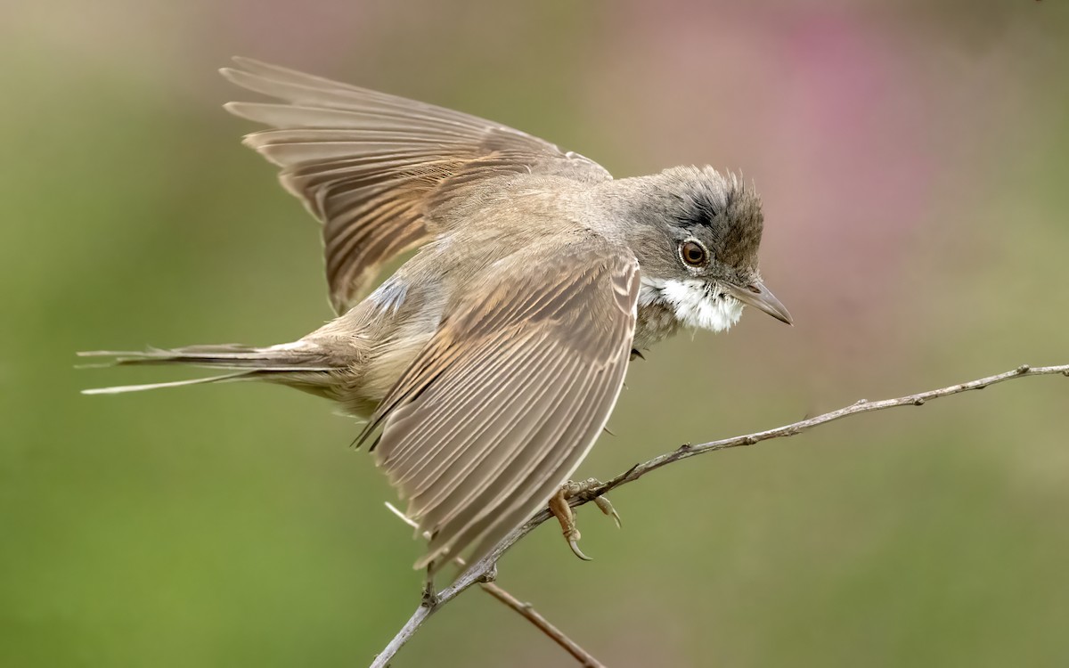 Greater Whitethroat - ML638099465