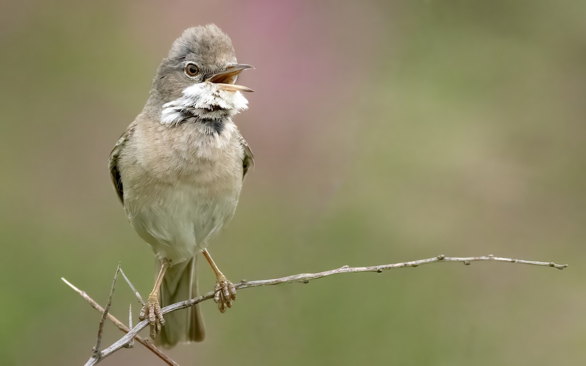 Greater Whitethroat - ML638099466