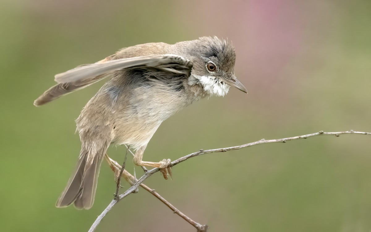 Greater Whitethroat - ML638099467