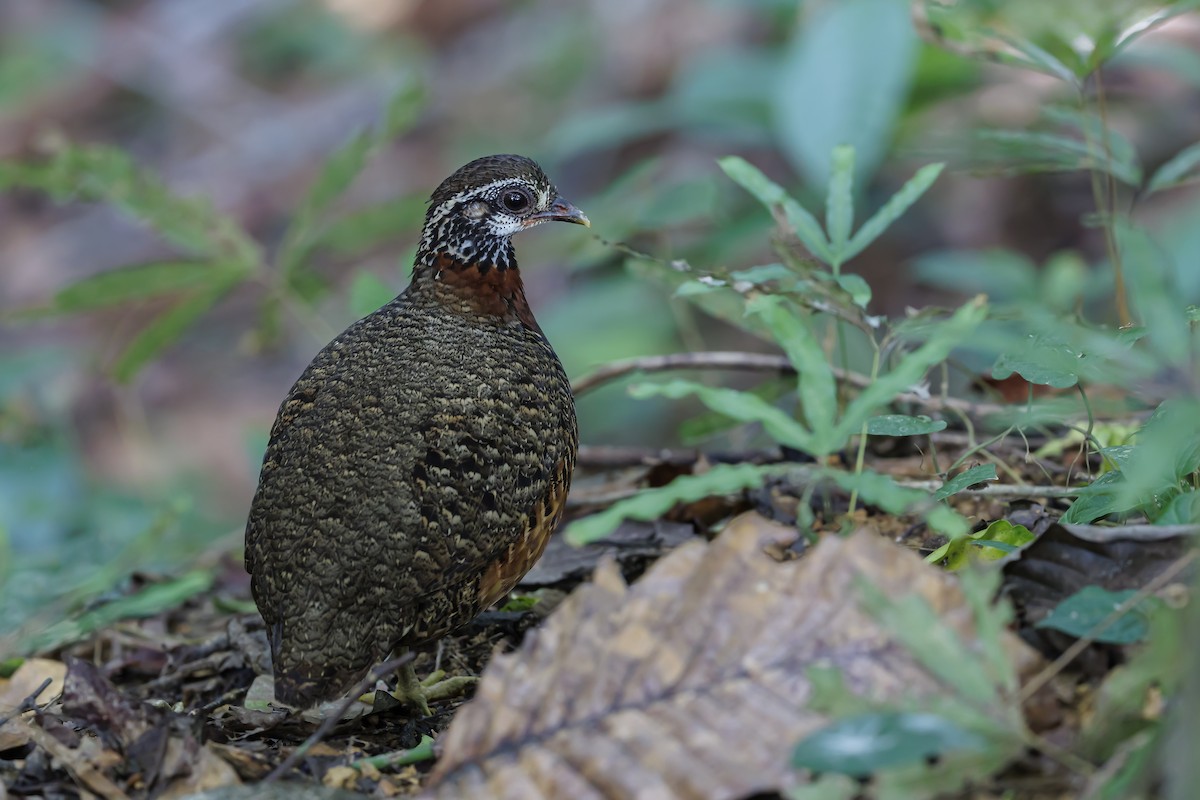 Sabah Partridge - ML638099471