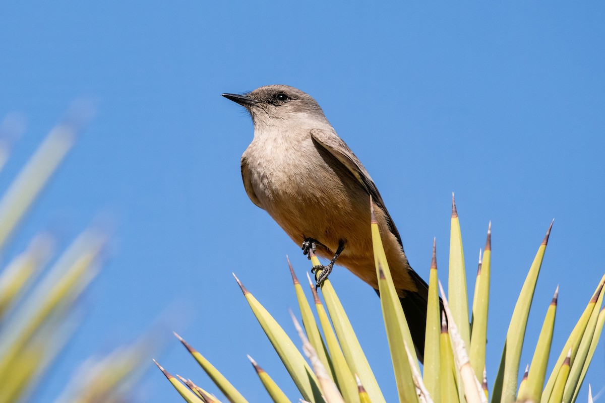 Say's Phoebe - ML638099474