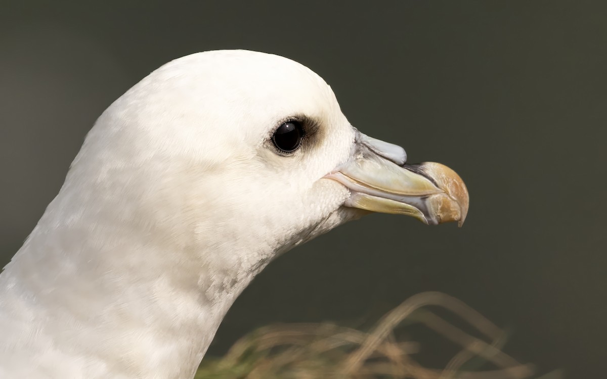 Northern Fulmar - ML638099480
