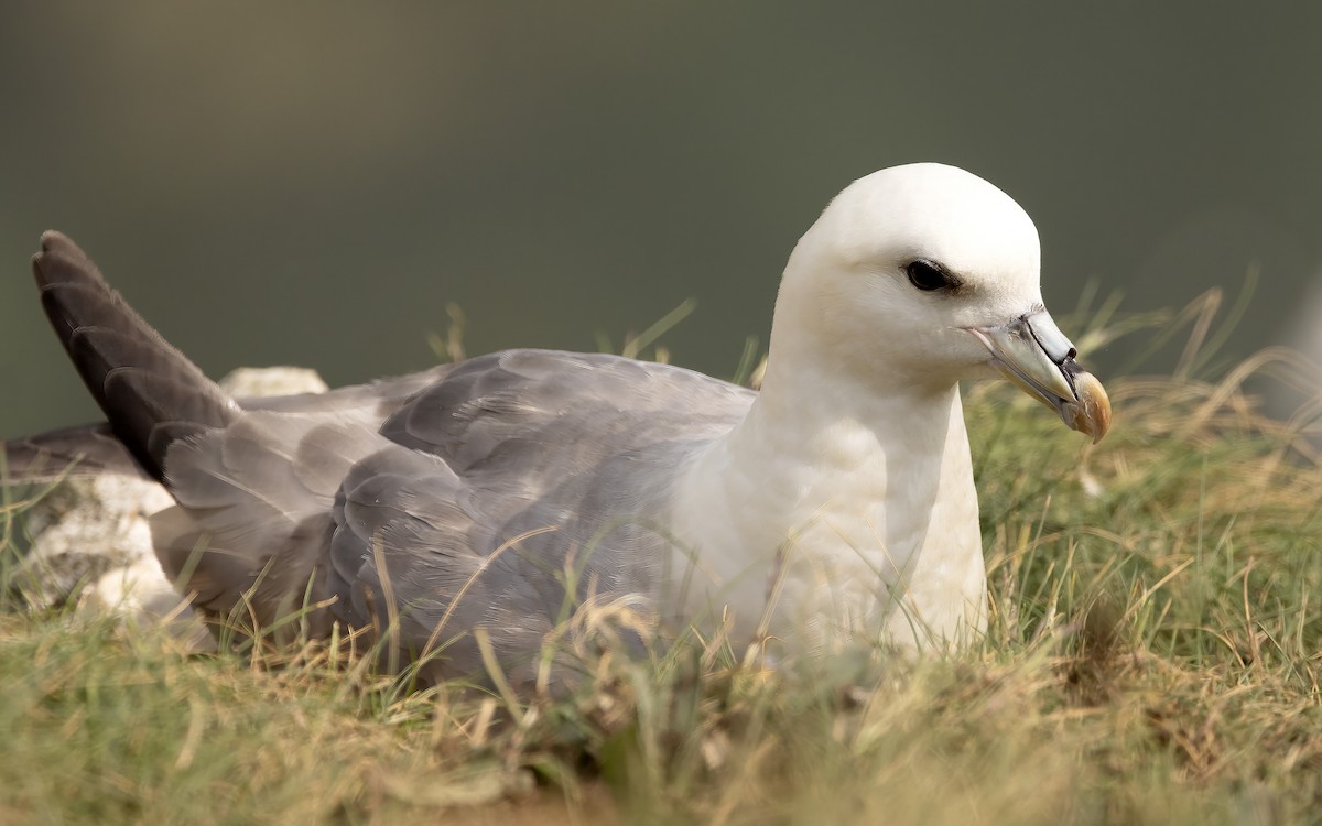 Northern Fulmar - ML638099481