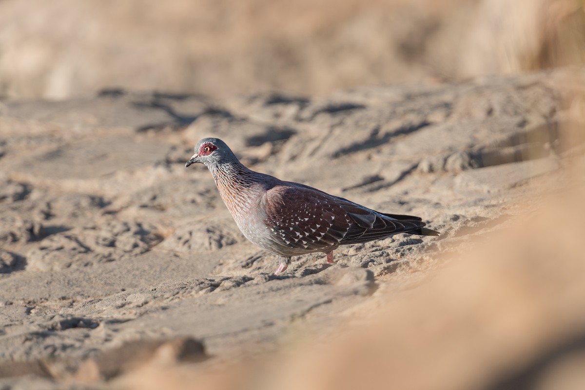 Speckled Pigeon - ML638099484