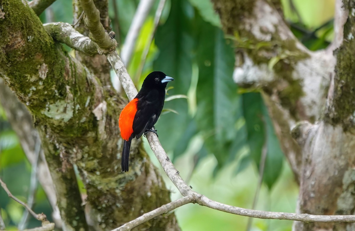 Scarlet-rumped Tanager (Cherrie's) - ML638099486