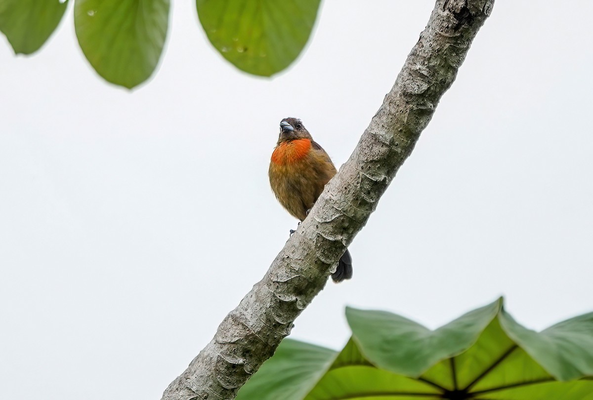 Scarlet-rumped Tanager (Cherrie's) - ML638099500