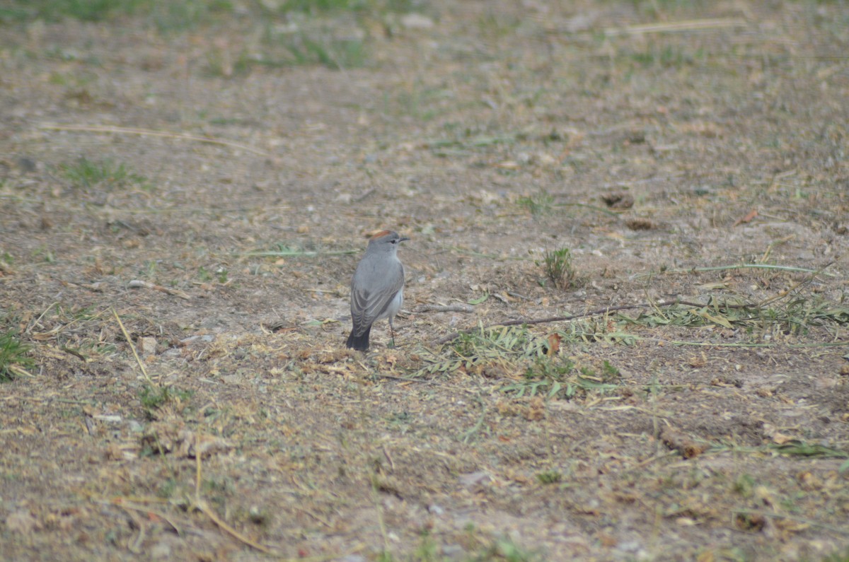 Rufous-naped Ground-Tyrant - ML638099523