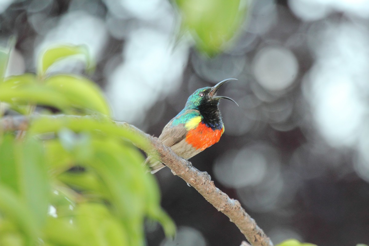 Greater Double-collared Sunbird - ML638099535