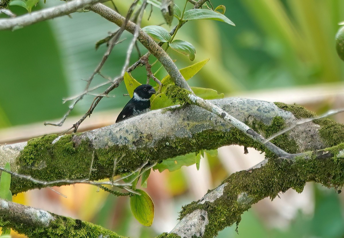 Variable Seedeater - ML638099542