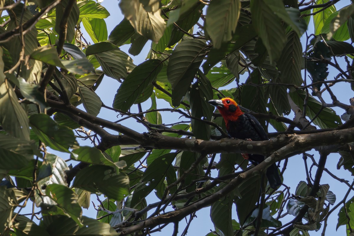Bornean Bristlehead - ML638099546