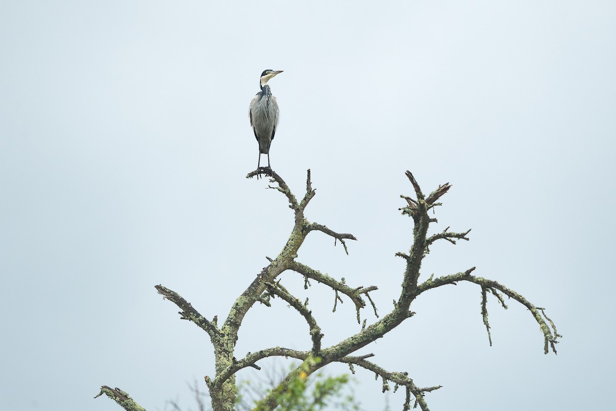 Black-headed Heron - ML638099548