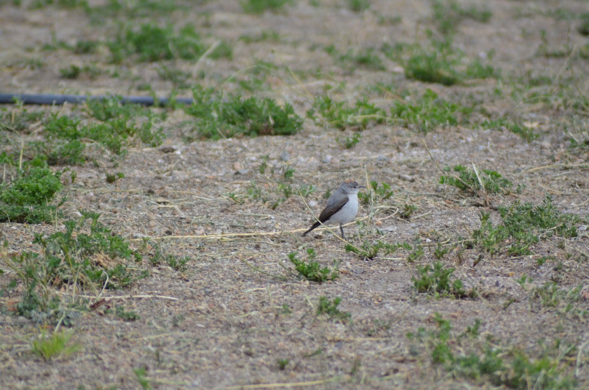 Rufous-naped Ground-Tyrant - ML638099552