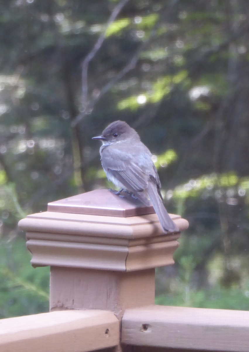 Eastern Phoebe - ML638099567