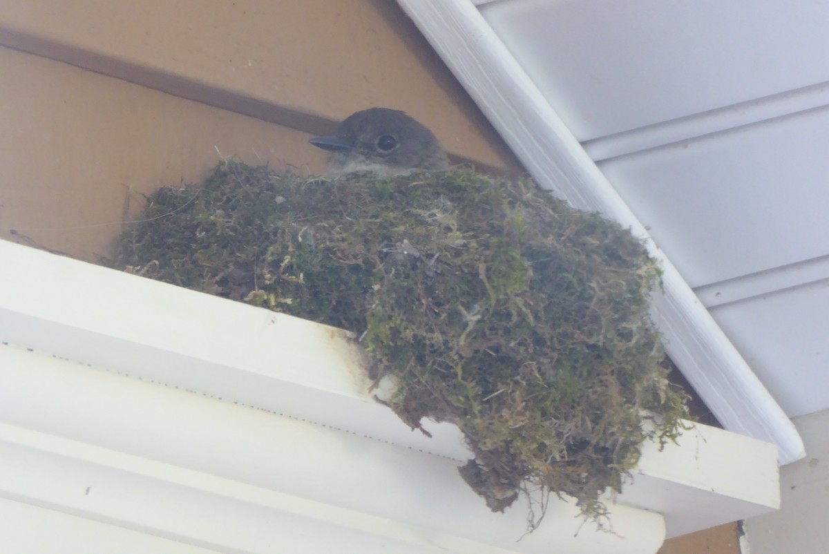 Eastern Phoebe - ML638099568
