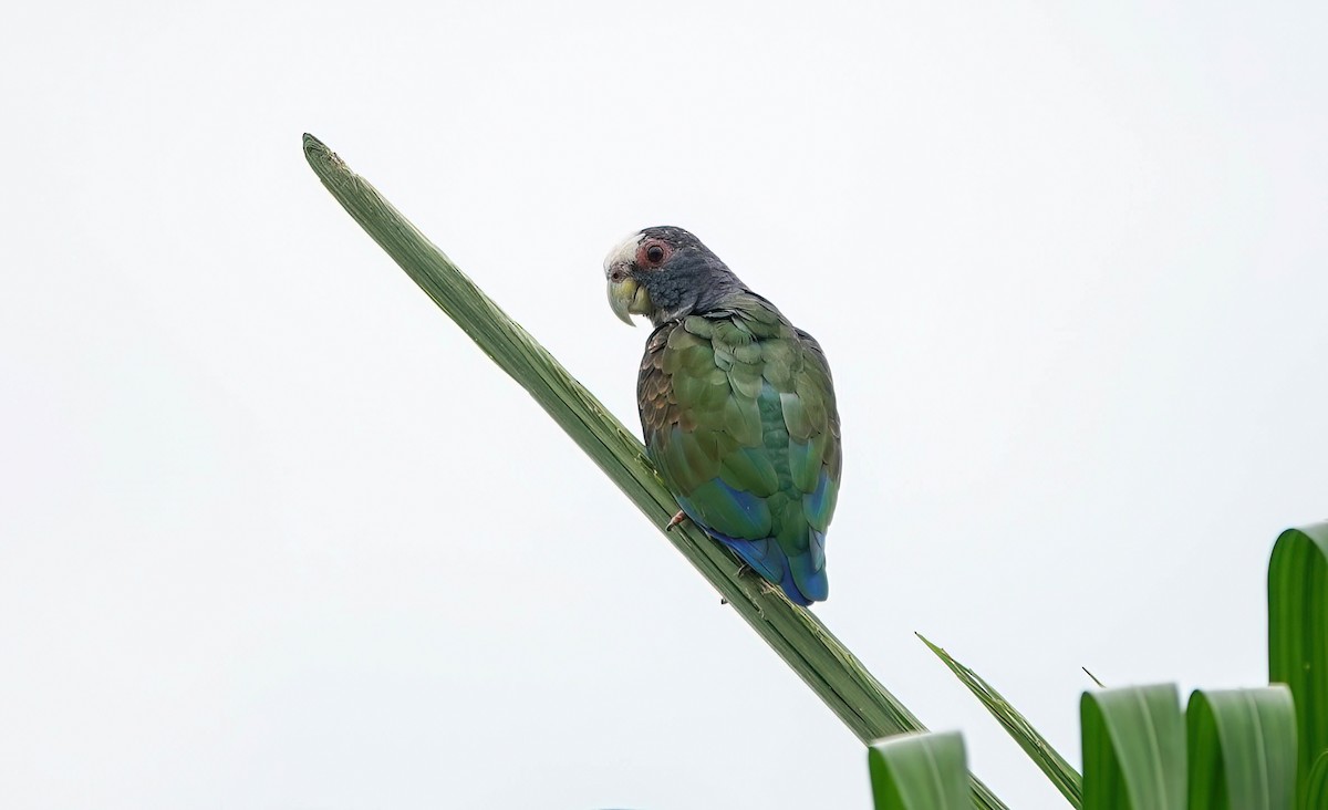 White-crowned Parrot - ML638099569