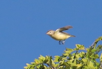 Philadelphia Vireo - ML638099572