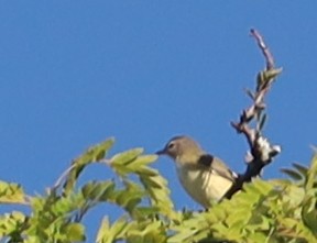 Philadelphia Vireo - ML638099573