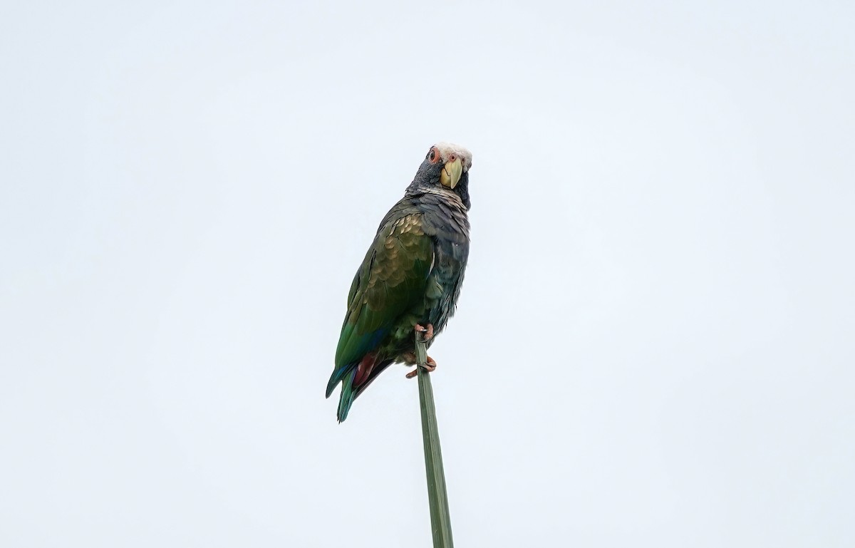 White-crowned Parrot - ML638099583