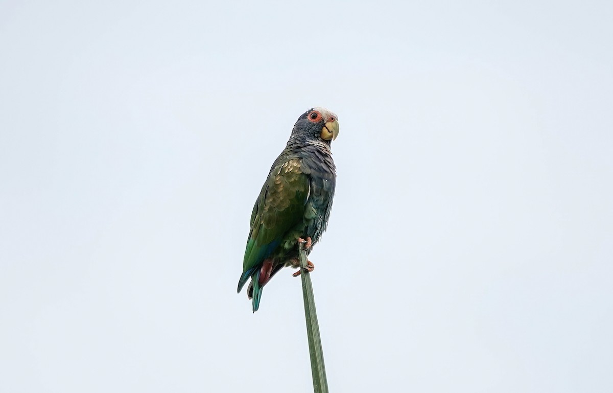 White-crowned Parrot - ML638099585