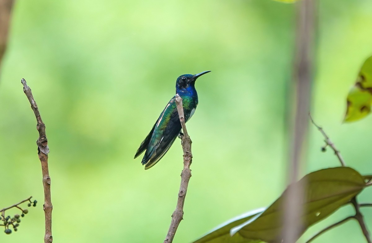 White-necked Jacobin - ML638099609