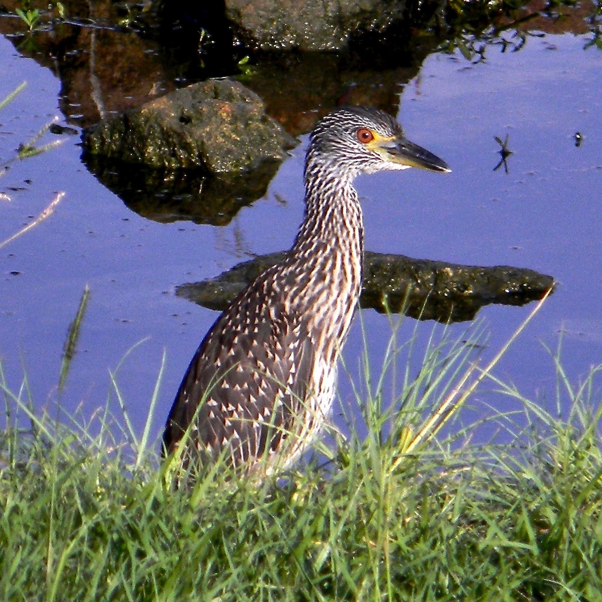 Yellow-crowned Night Heron - ML638099619