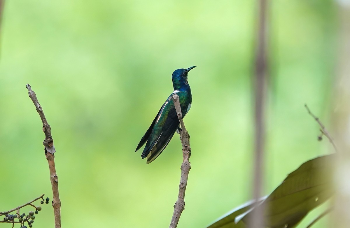 White-necked Jacobin - ML638099620