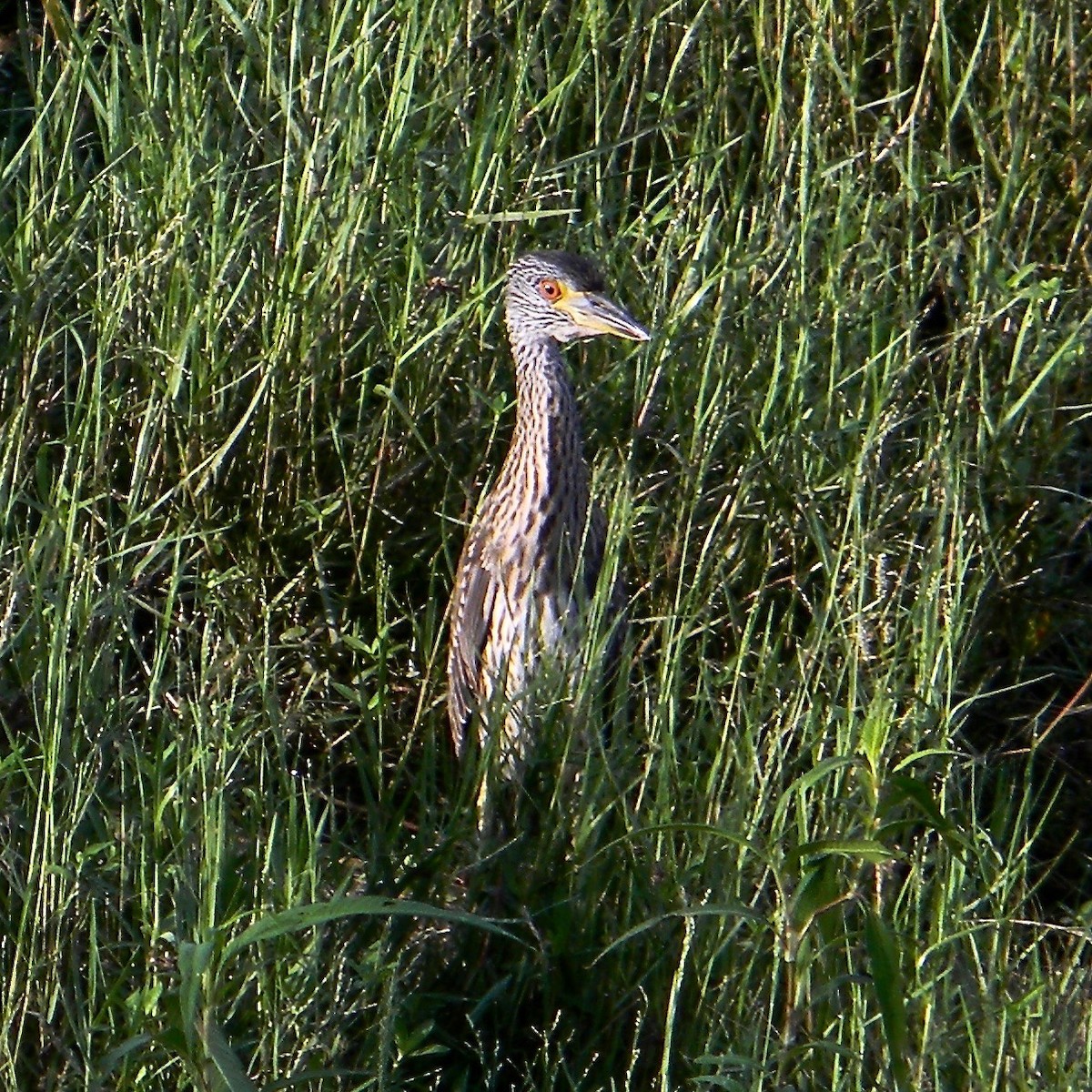 Yellow-crowned Night Heron - ML638099624