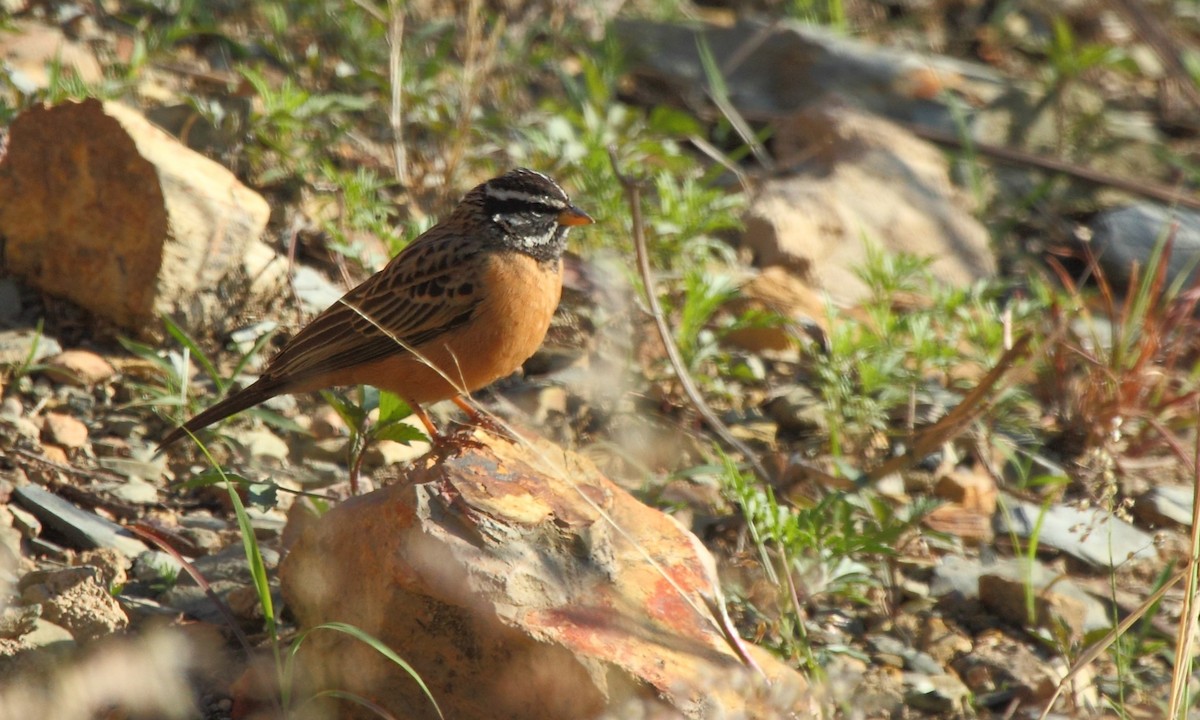 Cinnamon-breasted Bunting - ML638099676