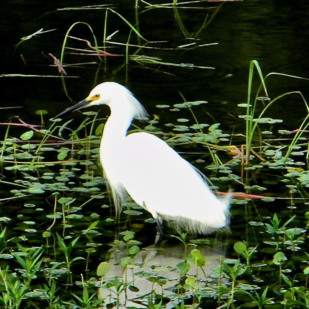 Snowy Egret - ML638099687