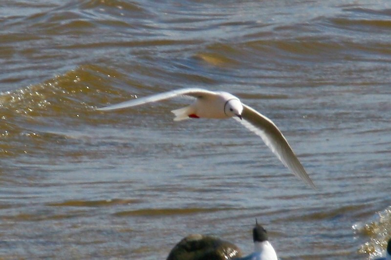 Ross's Gull - ML638099692