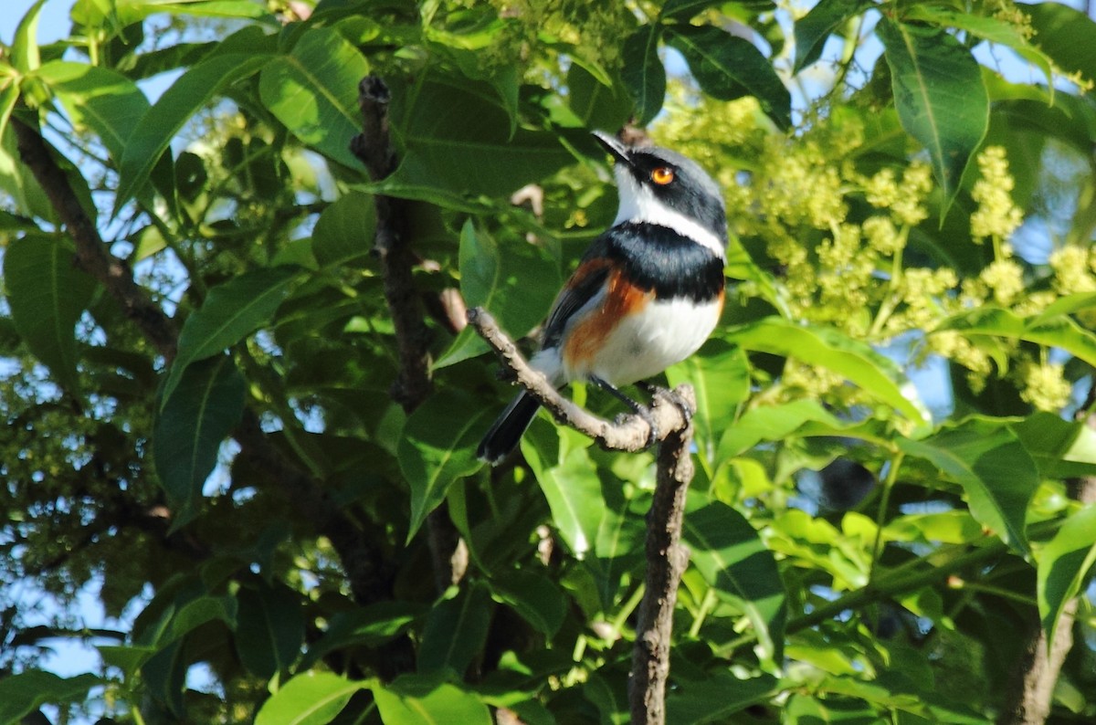 Cape Batis - ML638099694