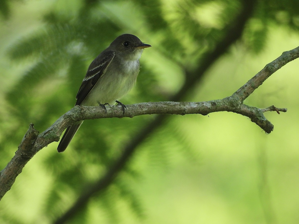 Eastern Wood-Pewee - ML638099695