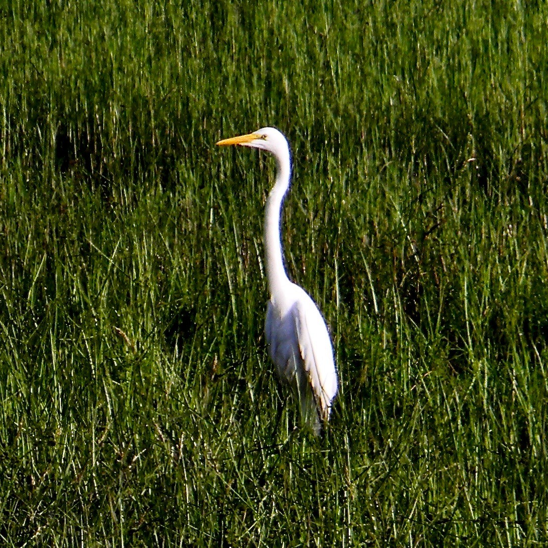 Great Egret - ML638099701