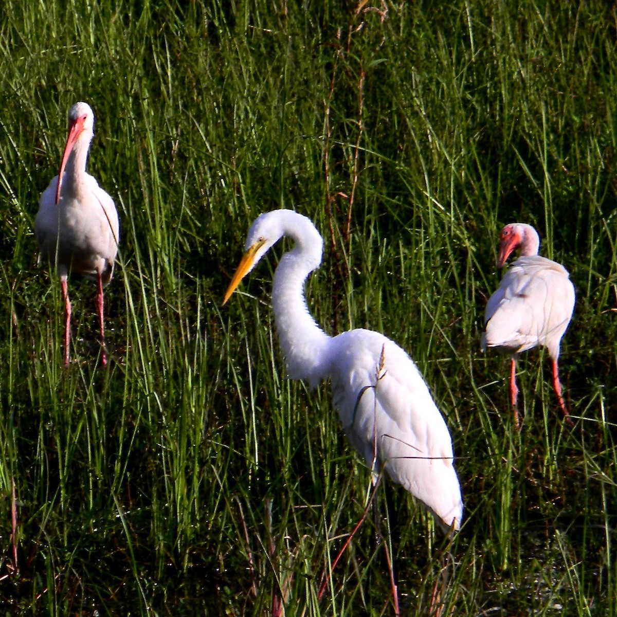 Great Egret - ML638099702