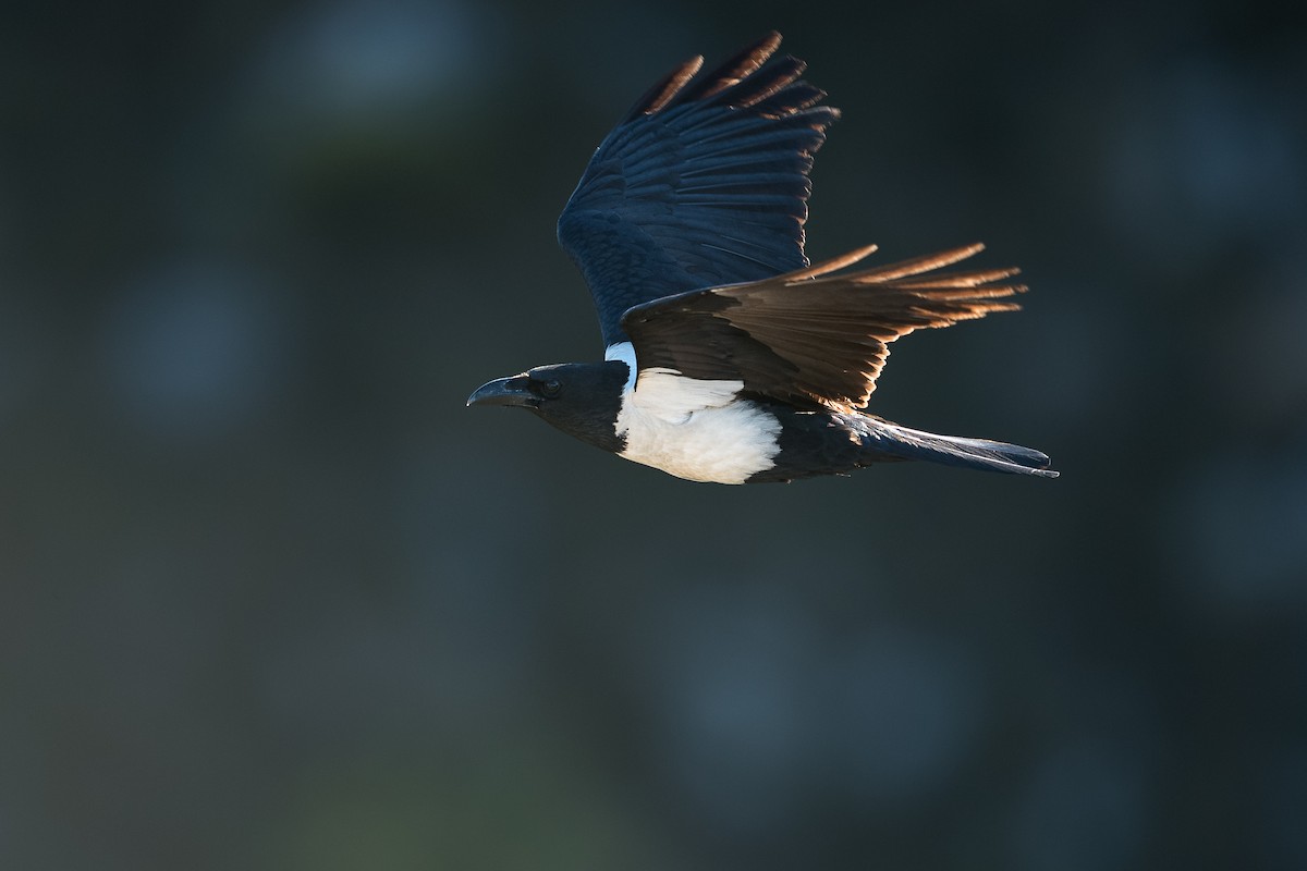 Pied Crow - ML638099709