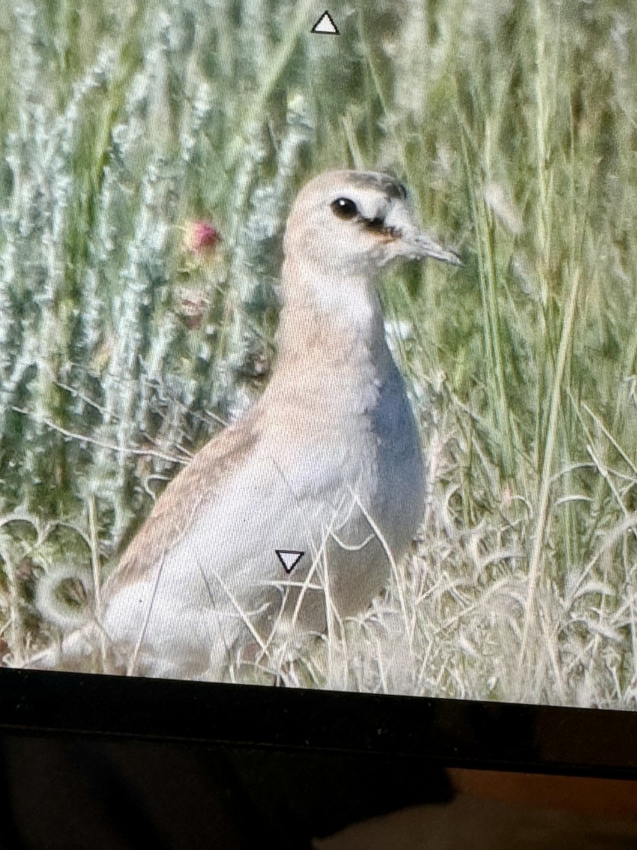 Mountain Plover - ML638099740