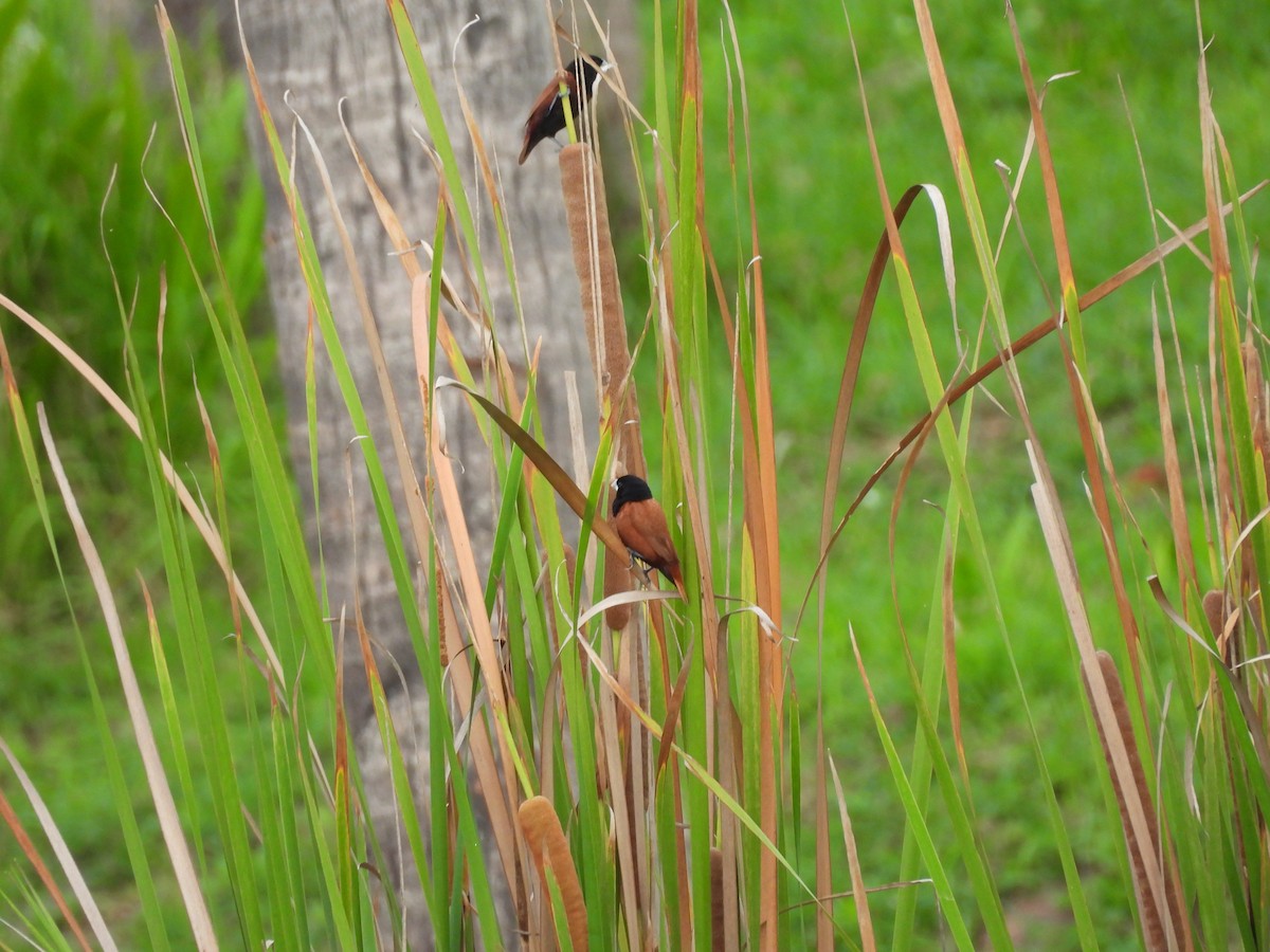 Chestnut Munia - ML638099751