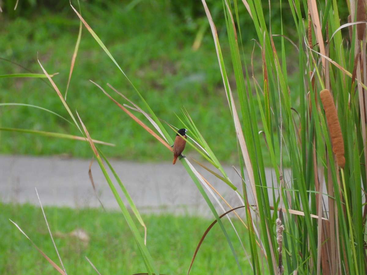 Chestnut Munia - ML638099752