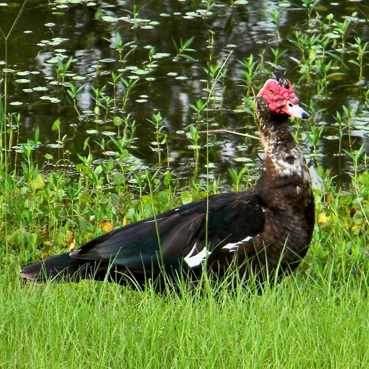 Muscovy Duck (Domestic type) - ML638099754