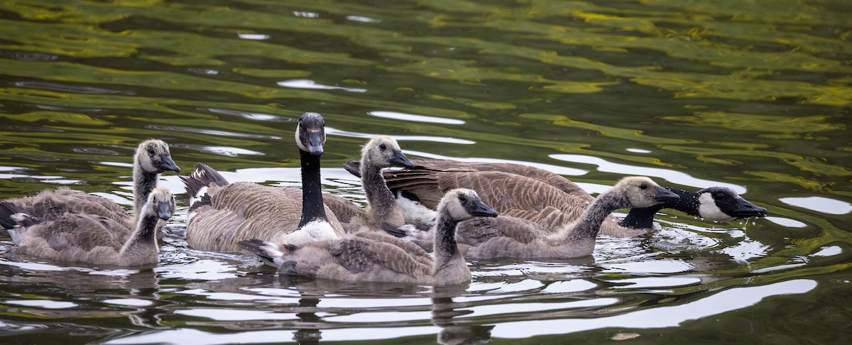Canada Goose - ML638099757