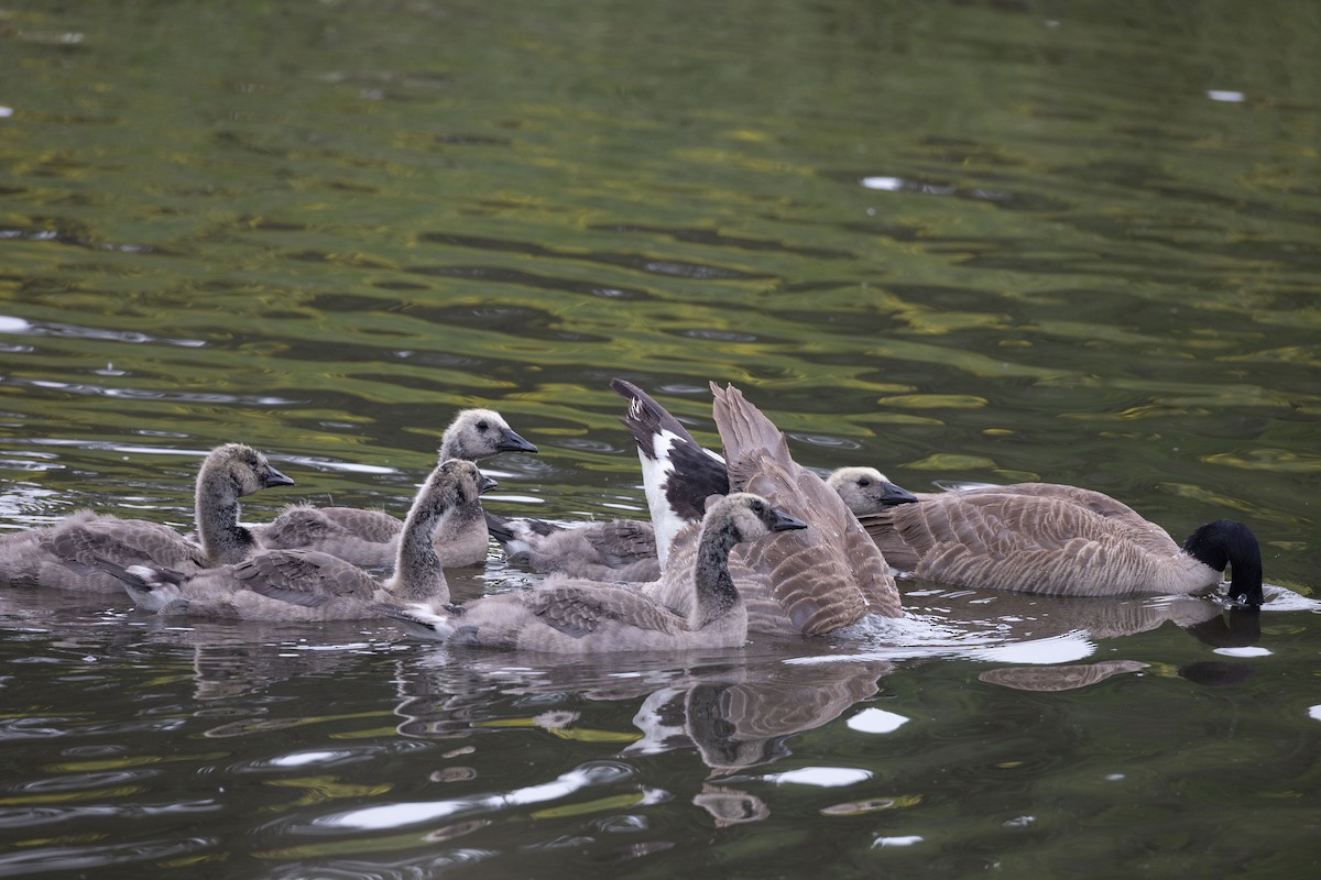 Canada Goose - ML638099758