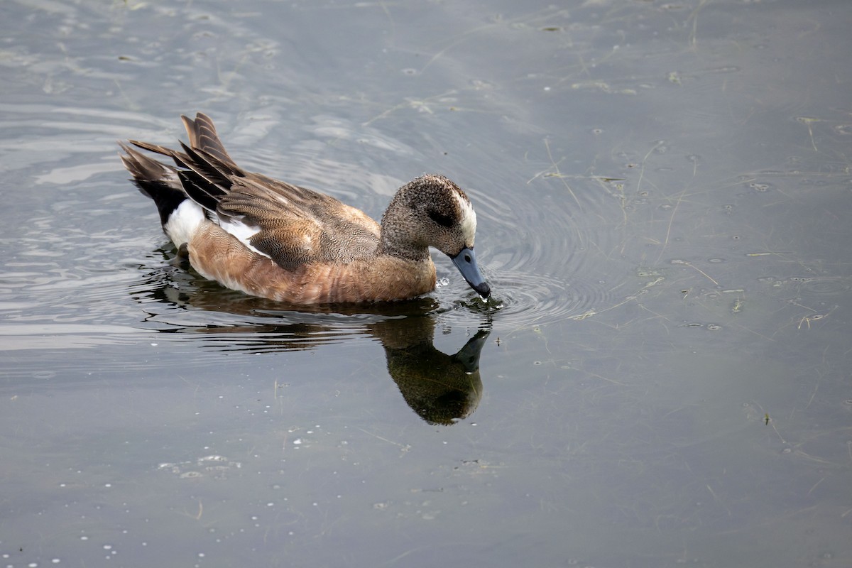 American Wigeon - ML638099772