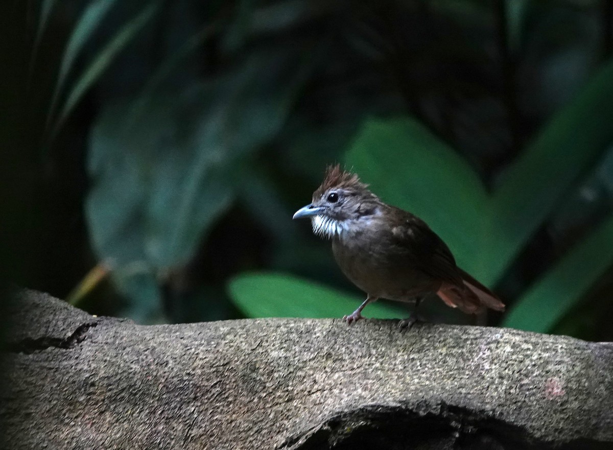 Ochraceous Bulbul - ML638099777