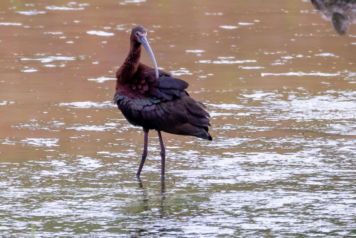 White-faced Ibis - ML638099783