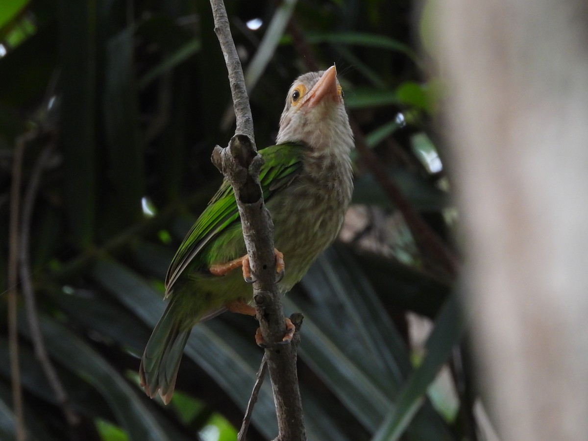Lineated Barbet - ML638099785