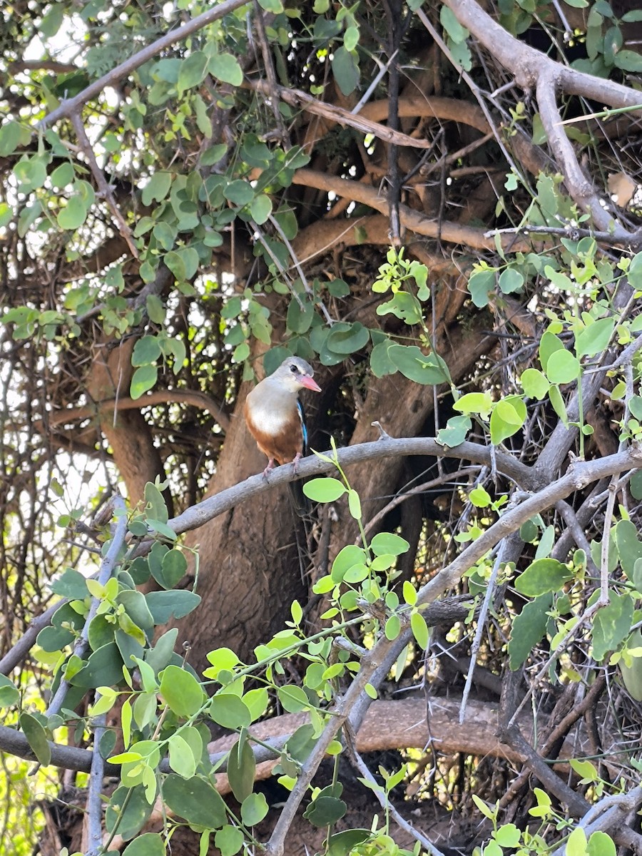 Gray-headed Kingfisher - ML638099786