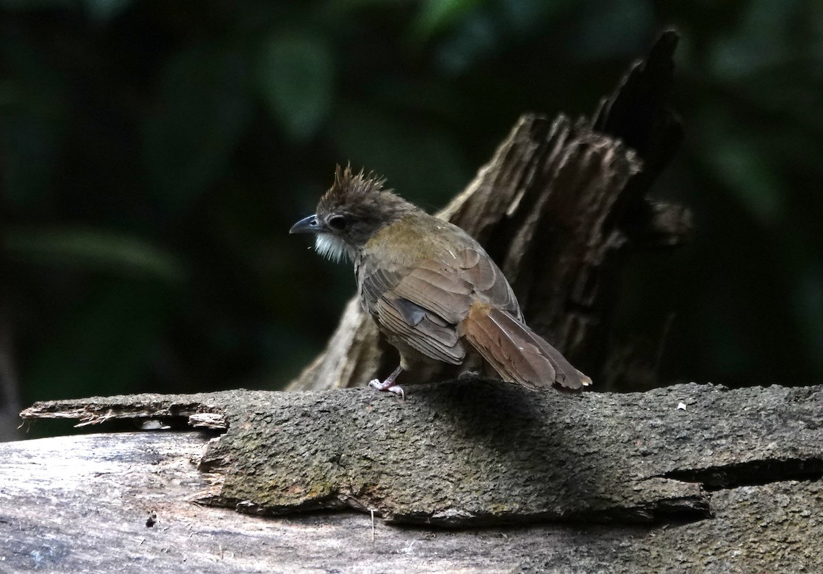 Ochraceous Bulbul - ML638099787