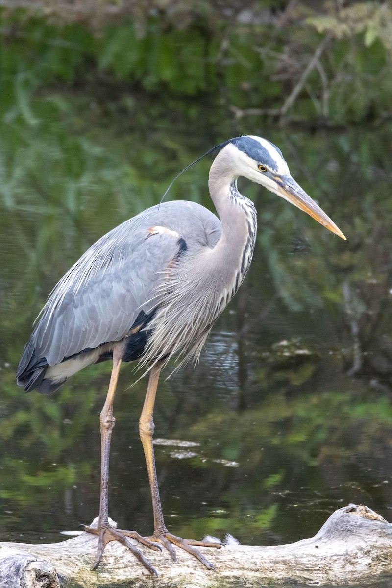 Great Blue Heron - ML638099788